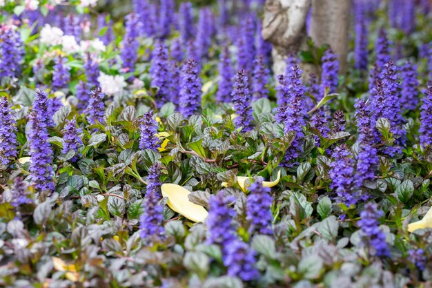 Ajuga flowers