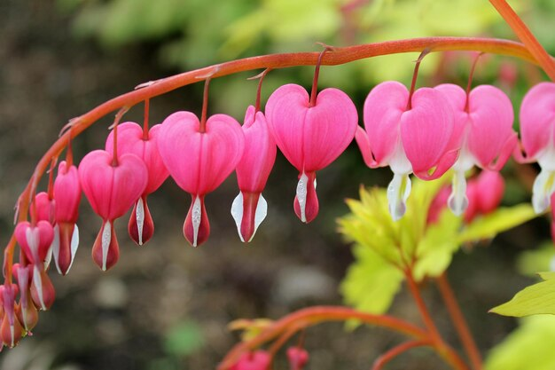 Bleeding Heart