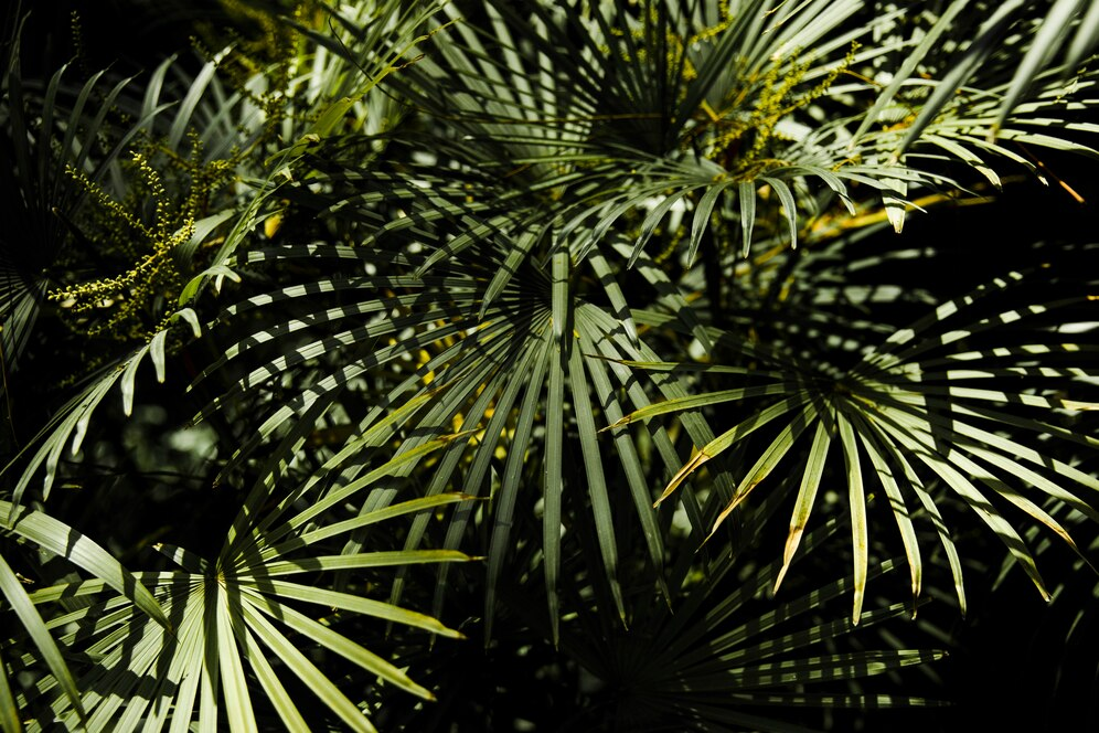 Parlor Palm