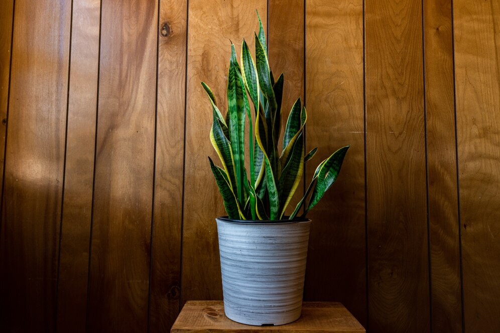 Snake Plant