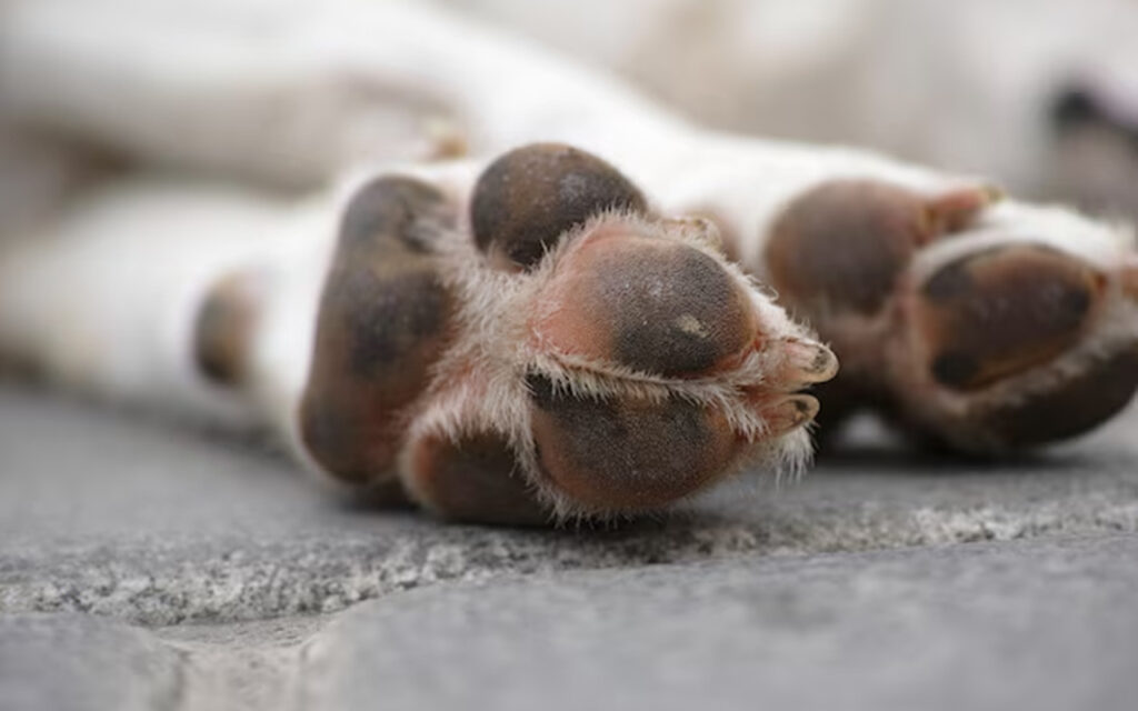 Dog paws close-up view