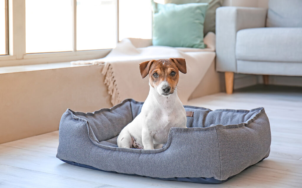 Dog in a dog bed